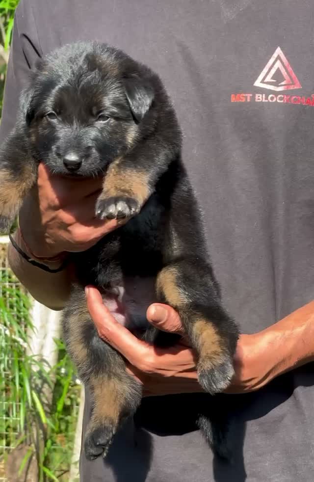 German Shepherd Puppy, farm video