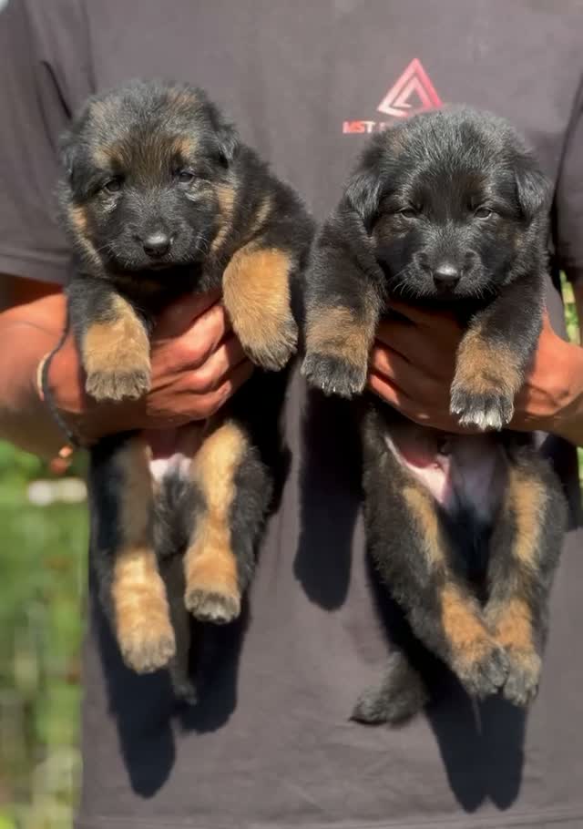 German Shepherd Puppy, farm video