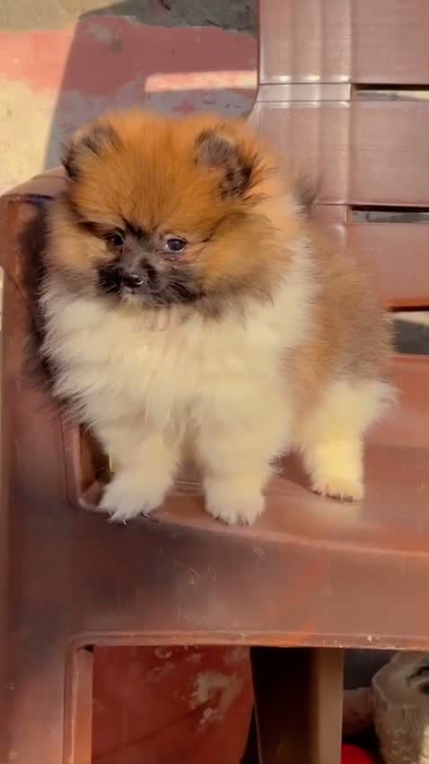 Pomeranian Puppy, farm video
