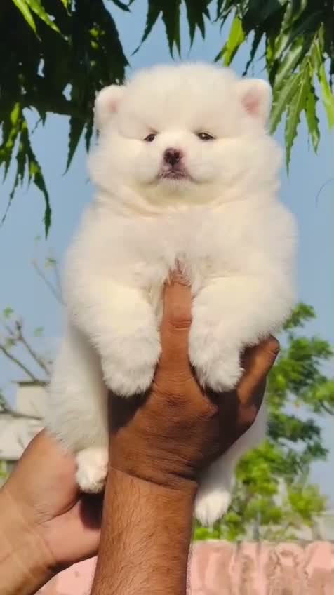 Pomeranian Puppy, farm video