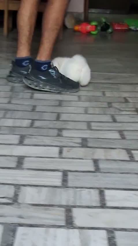 Pomeranian Puppy, farm video