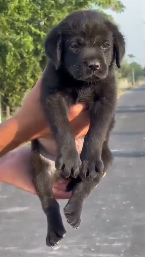 Beagle Black & Tan Puppy, farm video