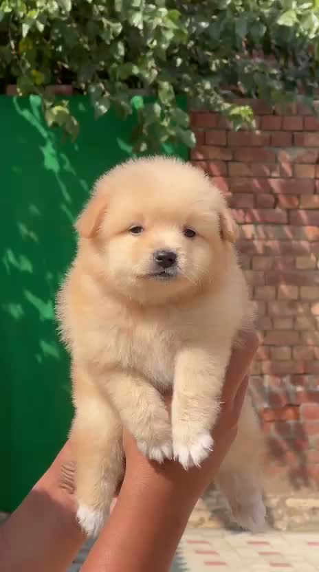 Pomeranian Puppy, farm video