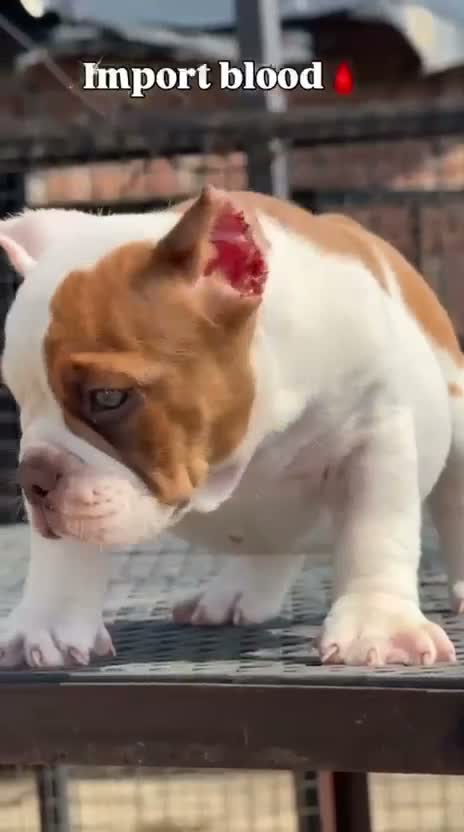 American Bully Pocket Size Puppy, farm video