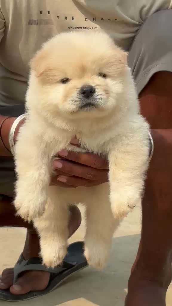 Chow Chow Puppies, farm video