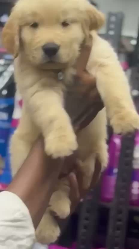 Golden Retriever, farm video