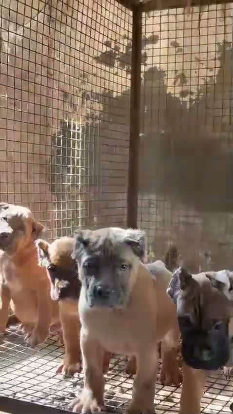 Cane Corso Puppy, farm video