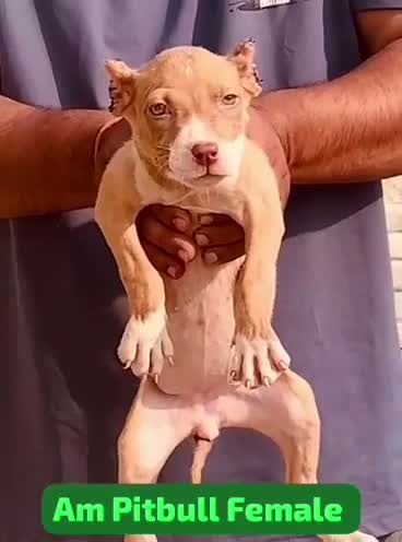 Pitbull Terrier Puppy, farm video