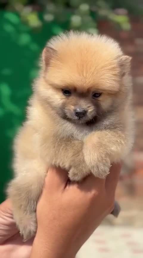 Pomeranian Puppy, farm video