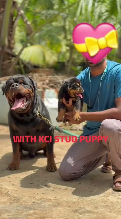 Rottweiler Puppy, farm video