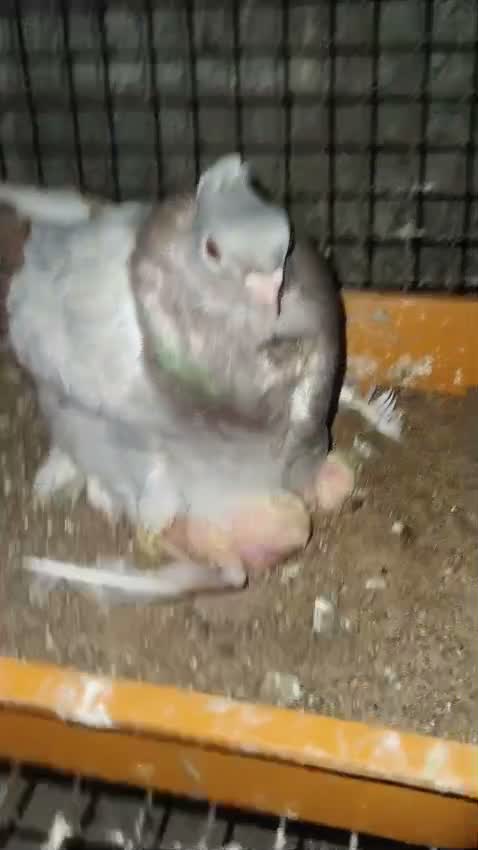 Tumbler Pigeon, farm video
