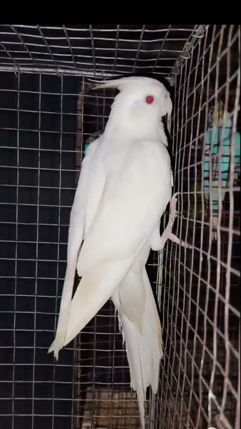 Cockatiel, farm video