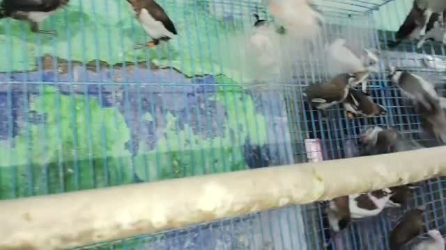 Bengal Kitten, farm video