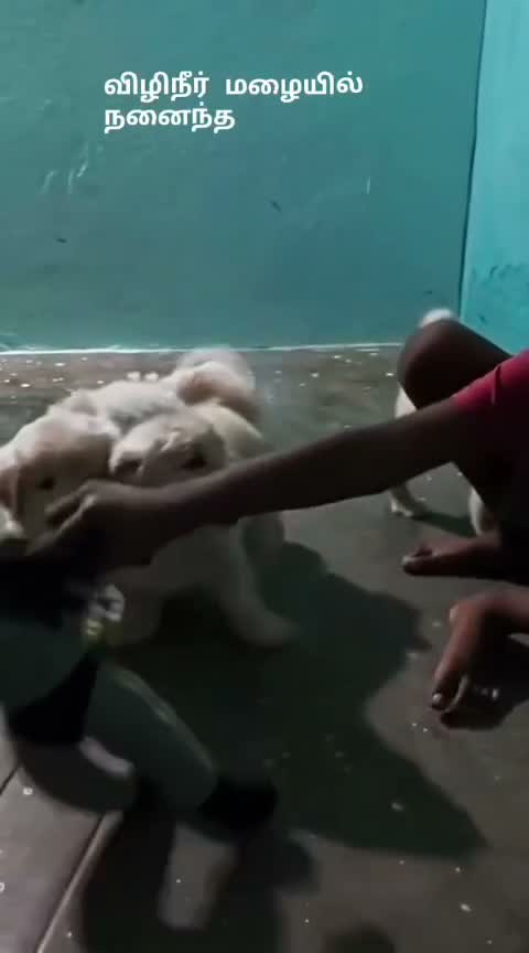 Golden Retriever, farm video