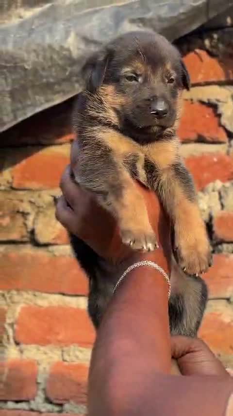 German Shepherd Puppy, farm video