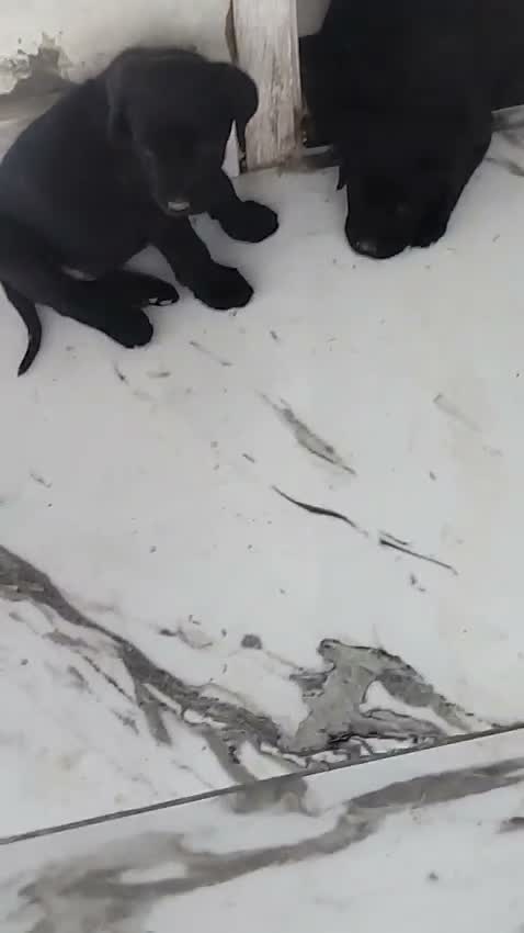 Dachshund Puppy | Brown & Tan, farm video