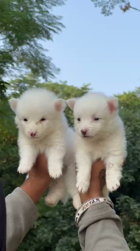 Pomeranian Puppy, farm video