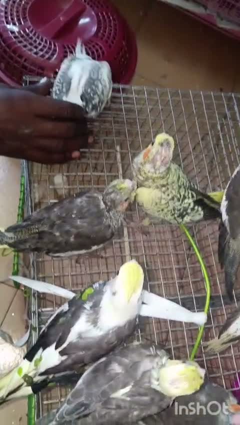 Cockatiel | Pied, farm video