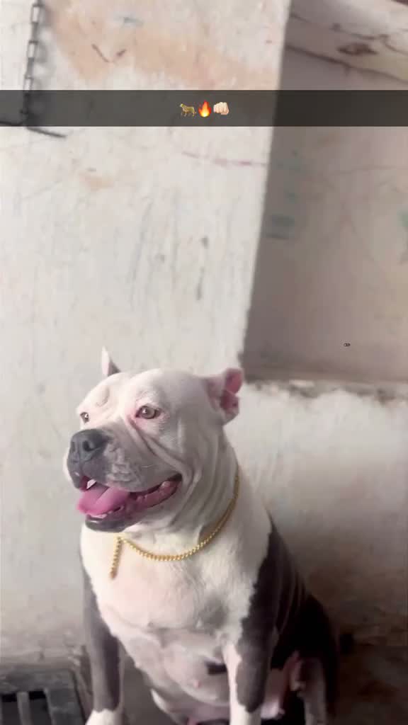 American Bully XL Size Puppy, farm video
