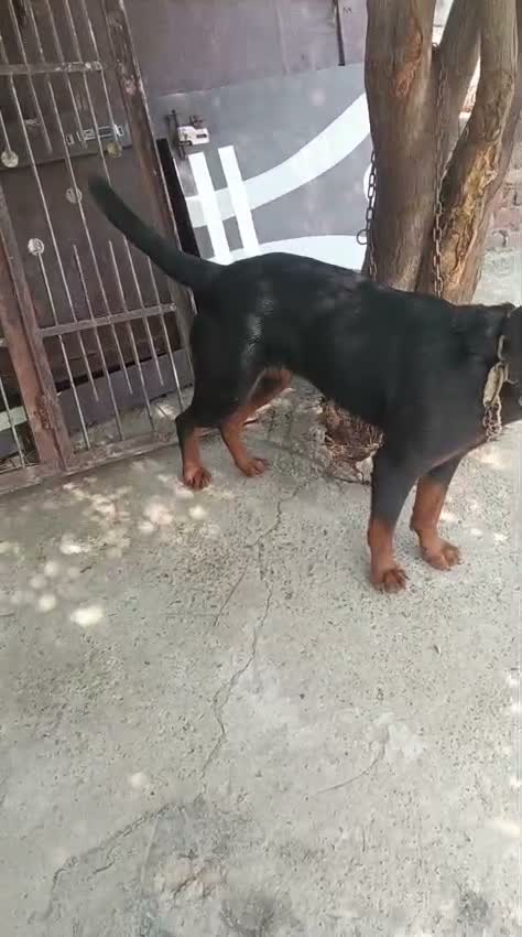 Rottweiler Puppy, farm video