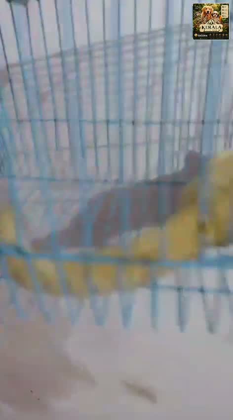 Sugar Glider | Grey, farm video