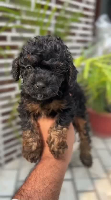 Standard Poodle Puppy | White, farm video