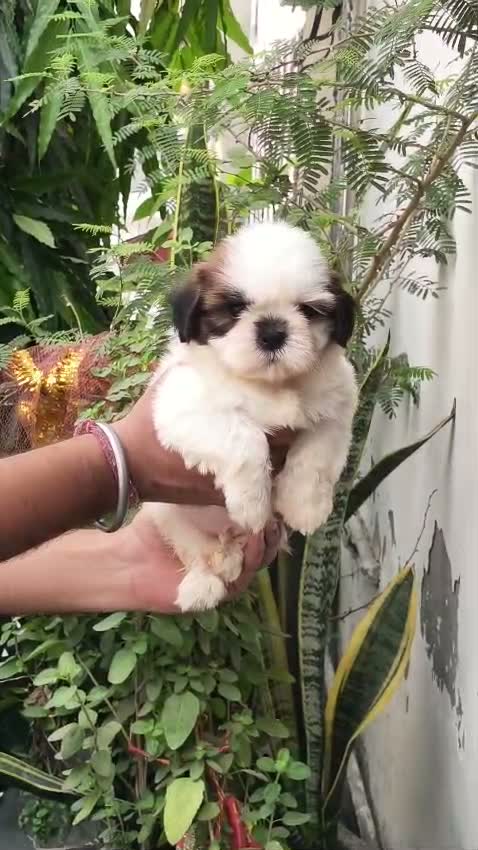 Shih Tzu | Black Color, farm video