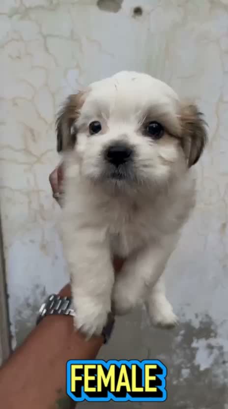 Shih Tzu | Black Color, farm video
