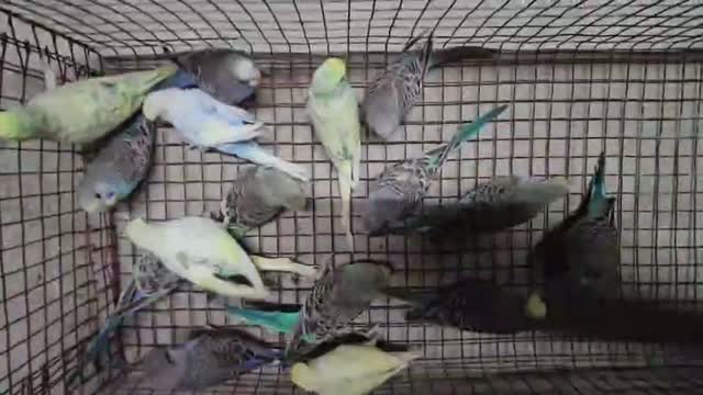 Budgies | Fallow, farm video