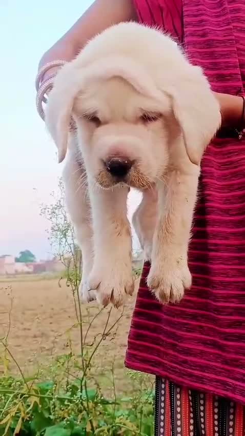 Beagle Black & Tan Puppy, farm video