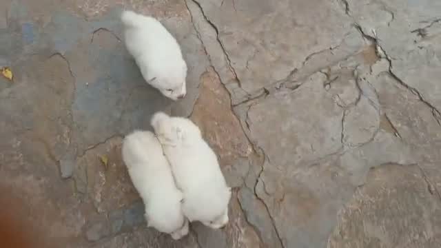 Culture Pom Puppy, farm video