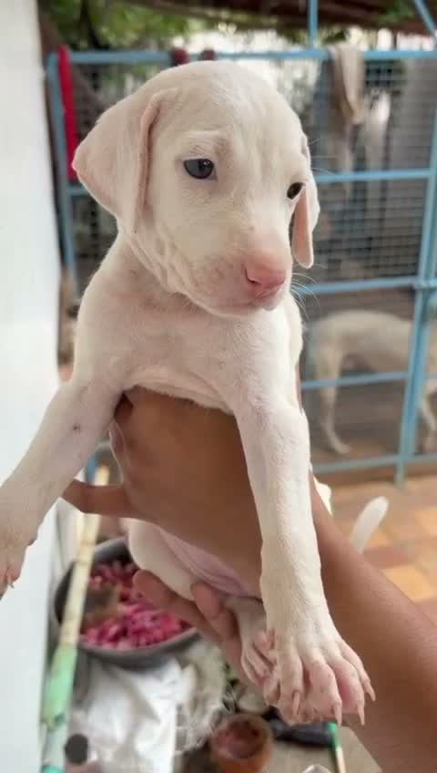 Rajapalayam Puppy, farm video