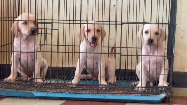 Beagle Black & Tan Puppy, farm video
