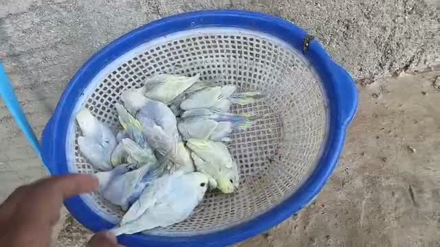 Budgies | Fallow, farm video