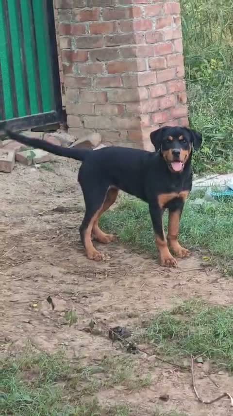 Rottweiler Puppy, farm video