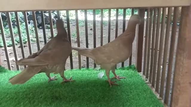 Homer Pigeon, farm video