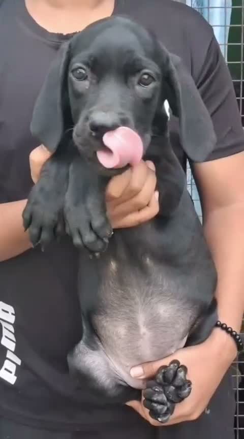 Cane Corso Puppy | Blue, farm video