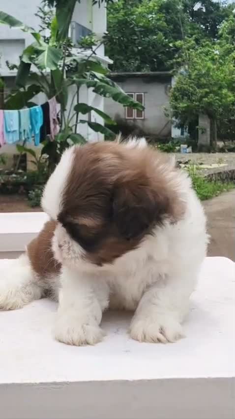 Shih Tzu | Black Color, farm video