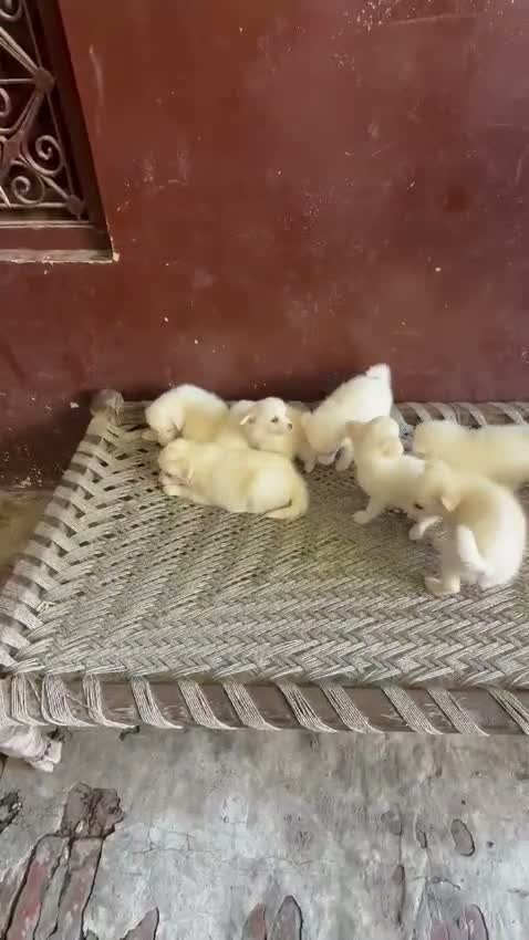 Pomeranian Puppy, farm video