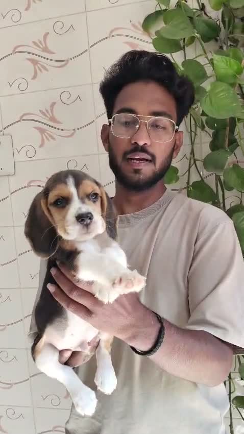 Beagle Black & Tan Puppy, farm video