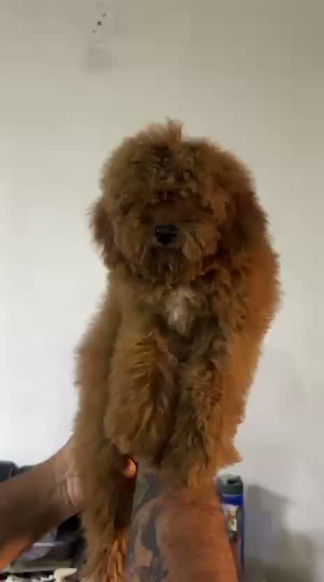 Toy Poodle Puppy, farm video