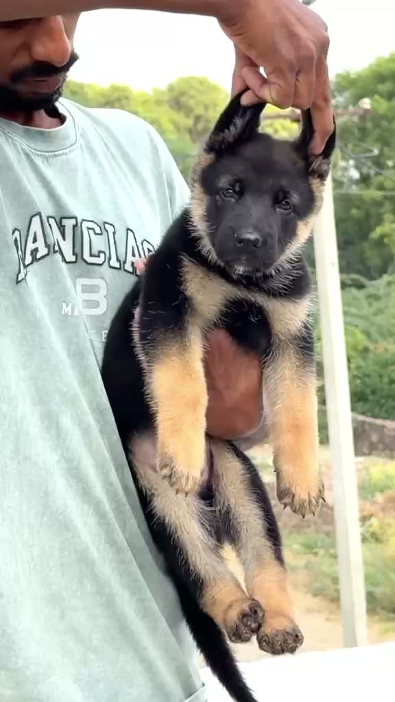 German Shepherd Puppy, farm video
