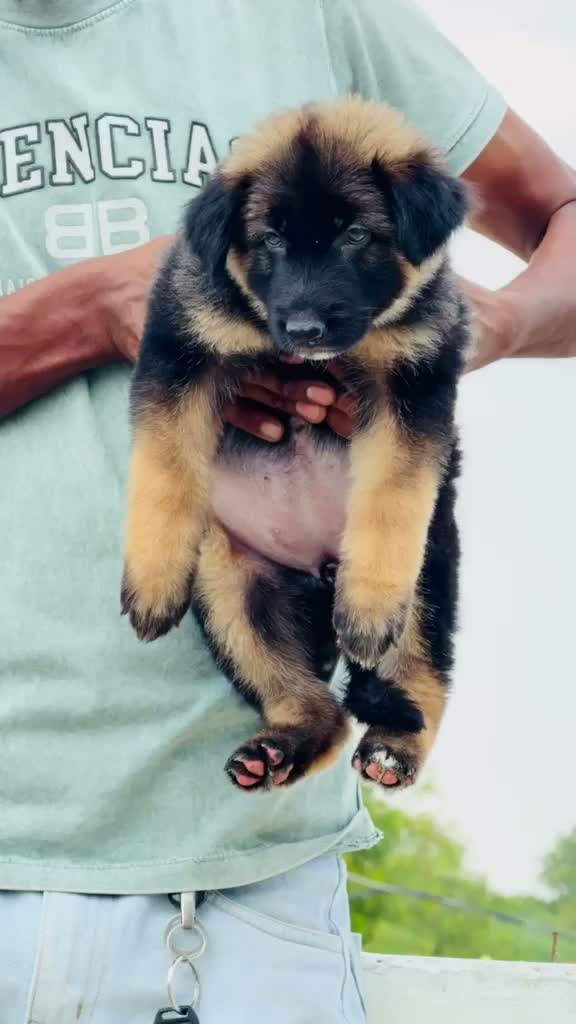 German Shepherd Puppy, farm video