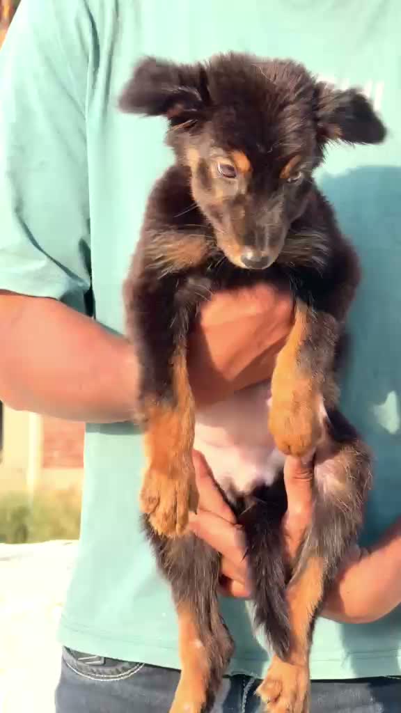German Shepherd Puppy, farm video