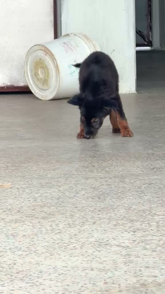 German Shepherd Puppy, farm video
