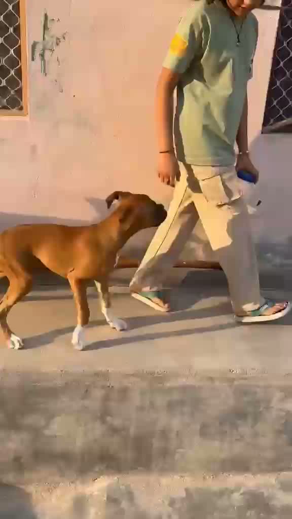 Boxer Puppy, farm video