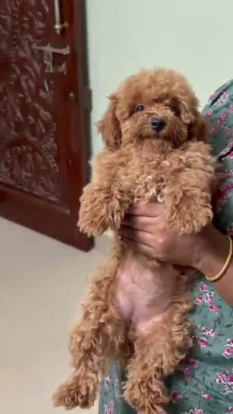 Dachshund Puppy | Brown & Tan, farm video
