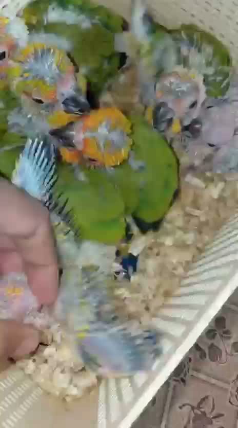 Sun Conure, farm video