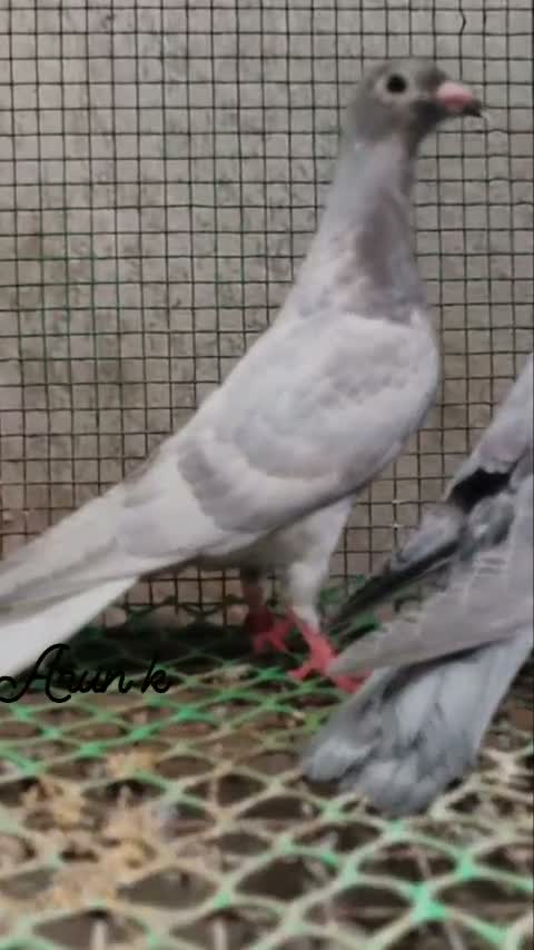 Homer Pigeon, farm video