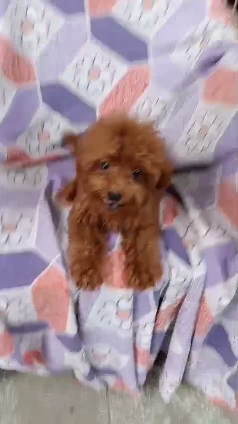 Dachshund Puppy | Brown & Tan, farm video